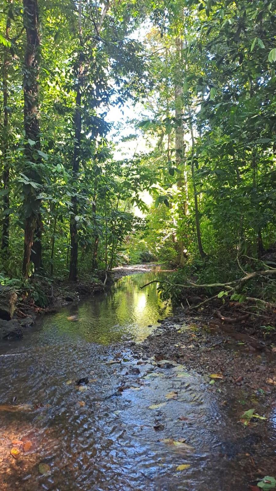 Vista Alta Ecolodge Bahia Drake Drakes Bay エクステリア 写真